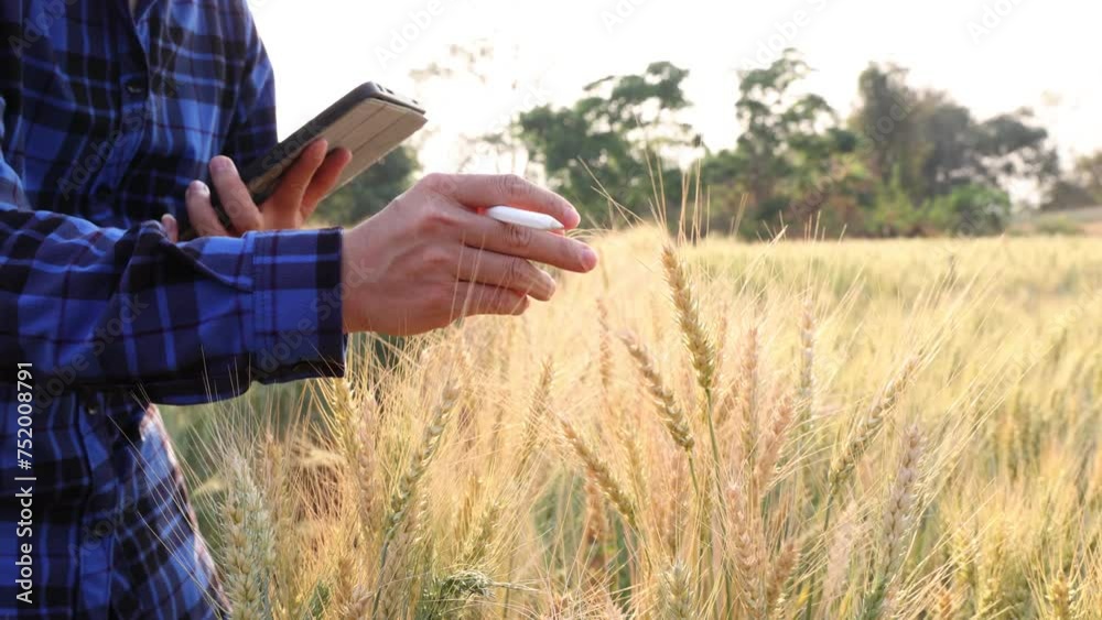 Male farmer's hands touching golden ear wheat, farm wheat field, caressing golden ear wheat seeds, natural agriculture concept, summer harvest, farm agriculture industry, touching golden ear barley fi Male farmer's hands touching golden ear wheat, farm wheat field, caressing golden ear wheat seeds, natural agriculture concept, summer harvest, farm agriculture industry, touching golden ear barley fi