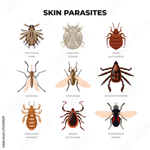 Set of human skin parasites, Lice and bug insect collection, insects disease parasitic bug macro animal bite dangerous infection medicine pest, Scabies mites, Lyme and ticks vector illustration.