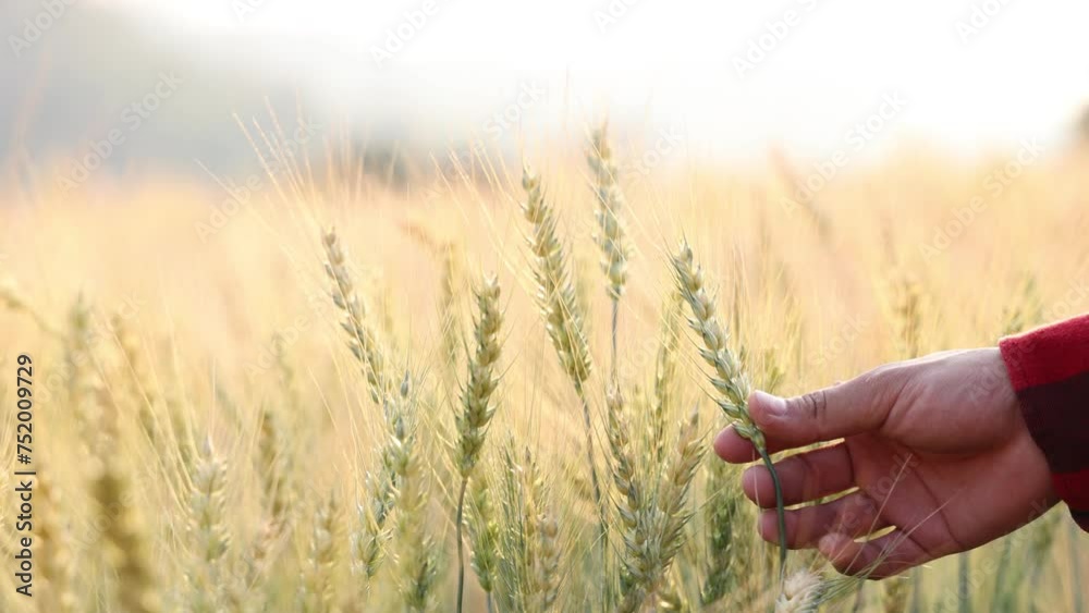 Male farmer's hands touching golden ear wheat, farm wheat field, caressing golden ear wheat seeds, natural agriculture concept, summer harvest, farm agriculture industry, touching golden ear barley fi Male farmer's hands touching golden ear wheat, farm wheat field, caressing golden ear wheat seeds, natural agriculture concept, summer harvest, farm agriculture industry, touching golden ear barley fi