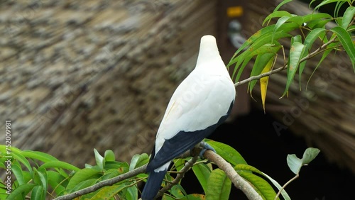 Pied imperial pigeon, ducula bicolor with distinctive black and white plumage, perched on the tree branch, curiously wondering around the surrounding environment, close up shot. photo