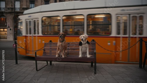 Dogs sitting on a bench while a tram passes by in the background. Cinematic footage of an old tram in Budapest, Hungary, late afternoon cityscape, European  architecture, famous Hungarian landmark