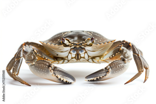 Close-up of a crab isolated on white background