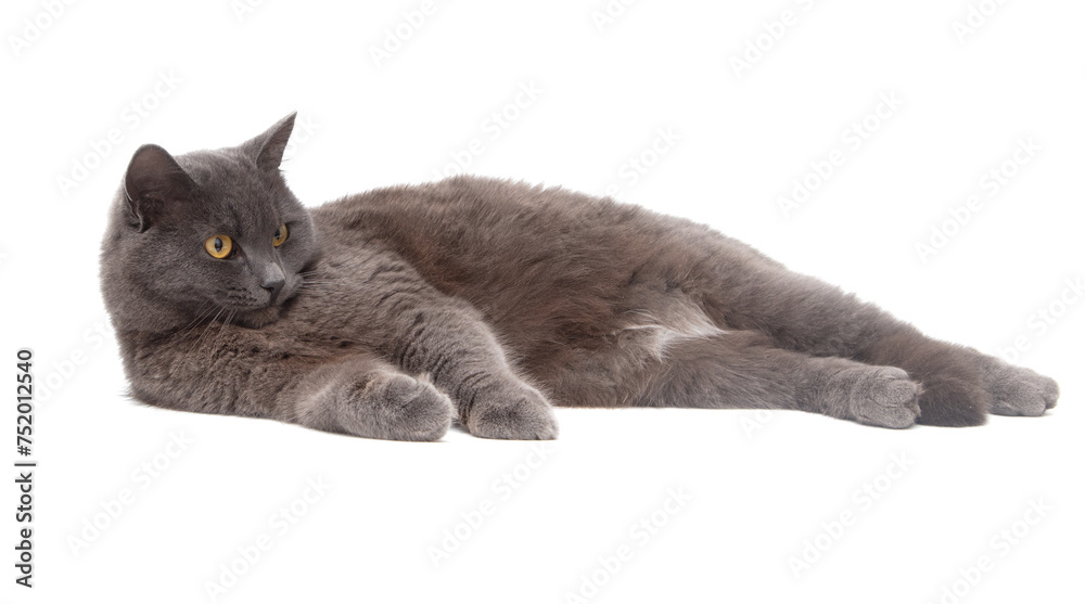 Fototapeta premium Gray cat lies on a white background