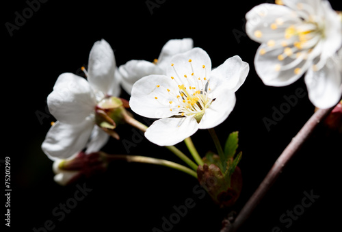White cherry flowers isolated on black background. Close-up
