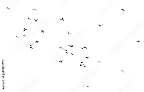 Pigeons in flight isolated on a white background © schankz