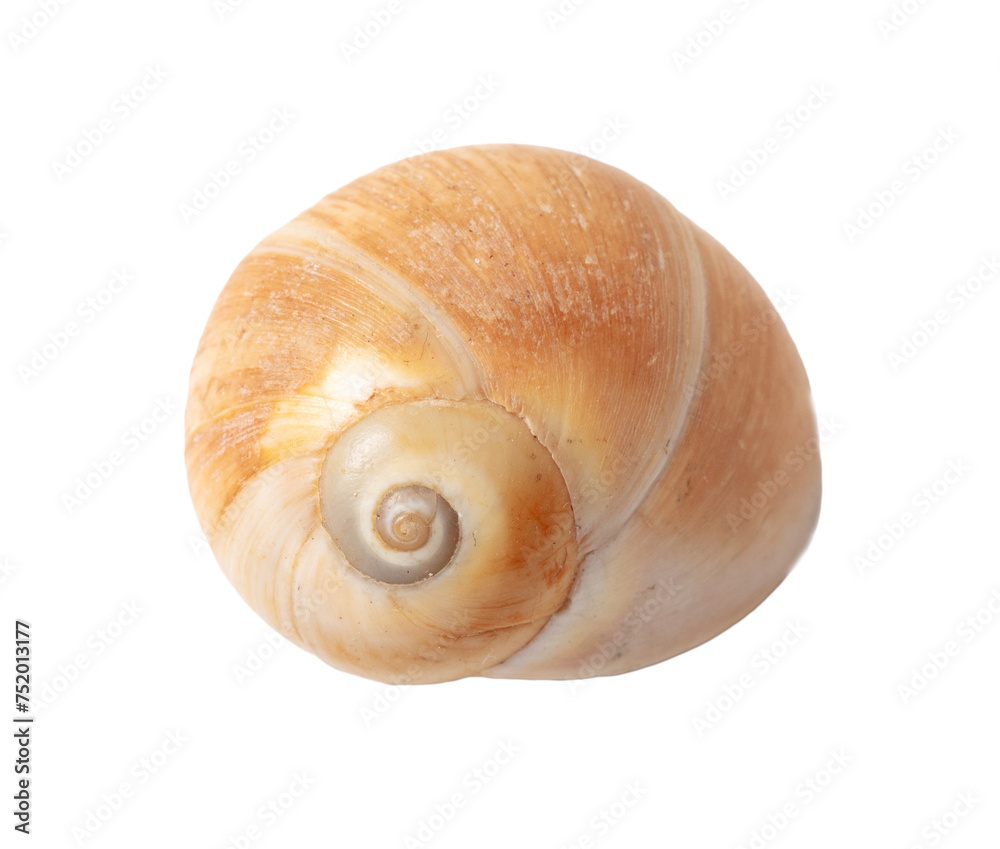 Sea shell isolated on white background. Close-up Sea shell isolated on white background. Close-up