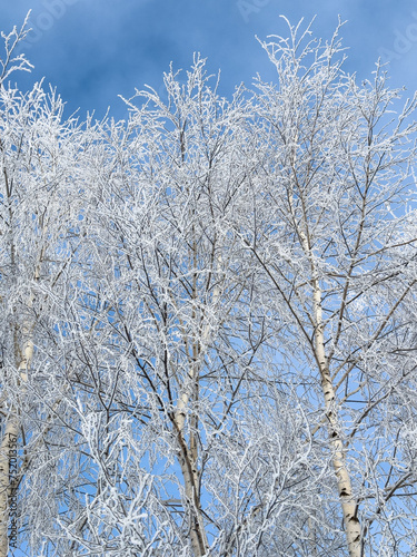Birch branches in white snow against the blue sky