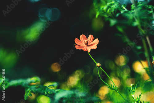 Cosmos sulphureus is a species of flowering plant in the sunflower family Asteraceae,Background Work For Designer By Gallery of Gazes,View of honey bee and yellow Cosmos flower 