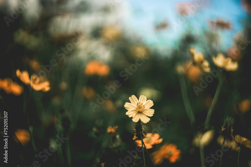  Cosmos sulphureus is also known as sulfur cosmos and yellow cosmos. Beautiful flower with orange color,close up of summer sulfur Cosmos flower, yellow Cosmos flower.Cosmos sulphureus © Mr duolingo
