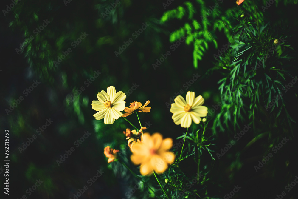  Cosmos sulphureus is also known as sulfur cosmos and yellow cosmos. Beautiful flower with orange color,close up of summer sulfur Cosmos flower, yellow Cosmos flower.Cosmos sulphureus