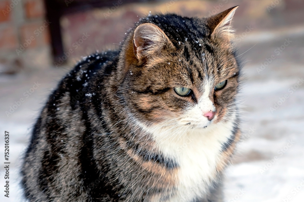 portrait of a cat sitting on the porch near the door in winter