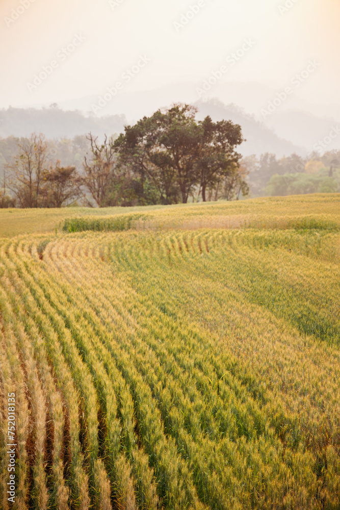 Golden yellow wheat field in summer at sunset Yellow wheat ready to harvest Farmer concept Golden yellow wheat field in summer at sunset Yellow wheat ready to harvest Farmer concept