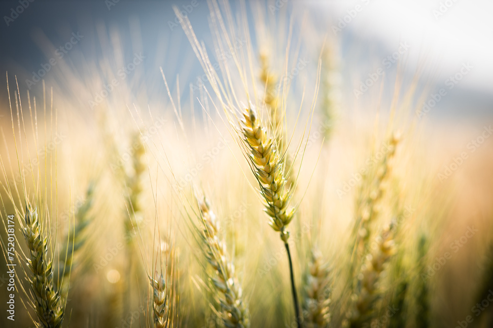 Golden yellow wheat field in summer at sunset Yellow wheat ready to harvest Farmer concept