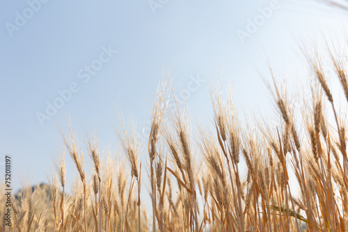Golden yellow wheat field at sunset in summer The sun shines over the ripening wheat field. rustic plant concept