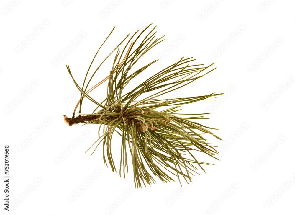 Obraz premium pine cone isolated on white background