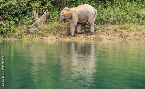 Wild elephants come to drink water in the stream. photo