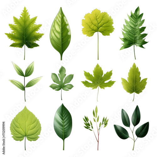 set of green leaves