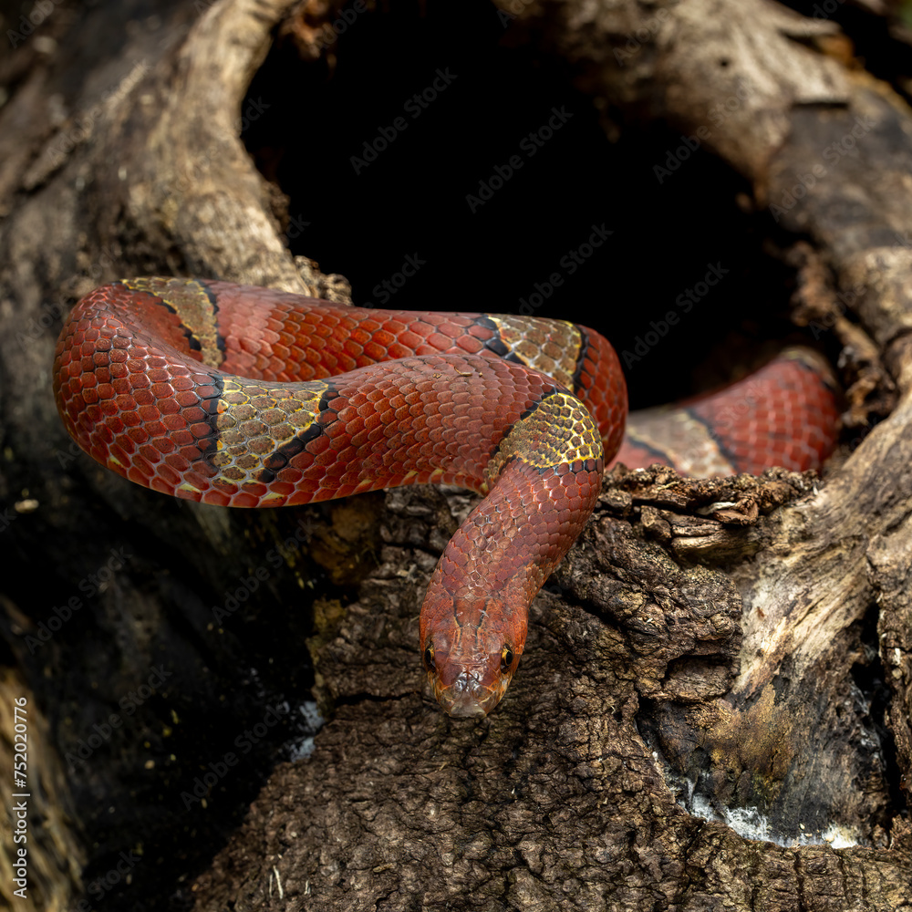 Oligodon albocinctus, also known as the Lightbarred Kukri Snake, is a
