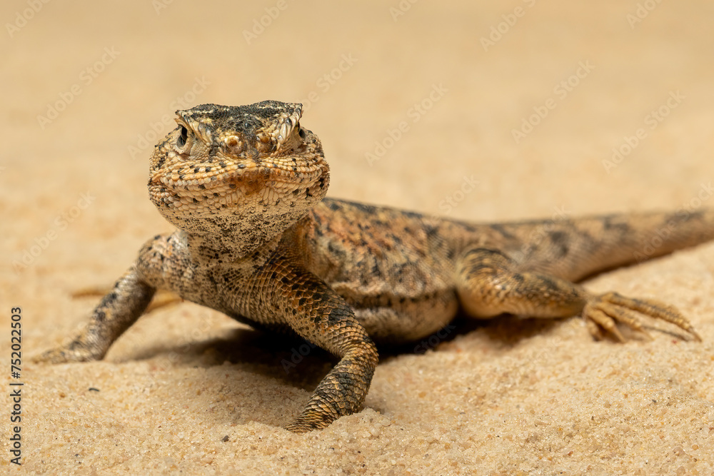 Toad-headed Agama or Secret Toadhead Agama (Phrynocephalus mystaceus) is a species of agamid lizard. Toad-headed Agama or Secret Toadhead Agama (Phrynocephalus mystaceus) is a species of agamid lizard.