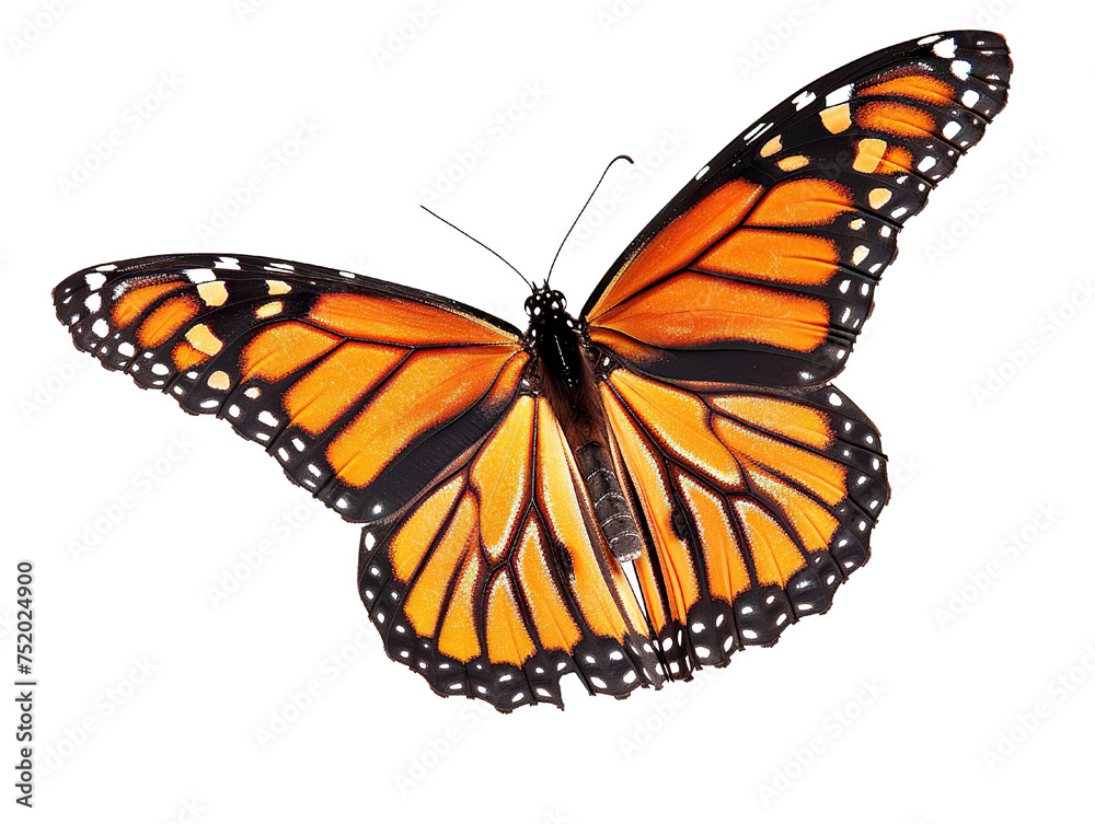 Fototapeta premium a side view of a very beautiful butterfly on a white background PNG