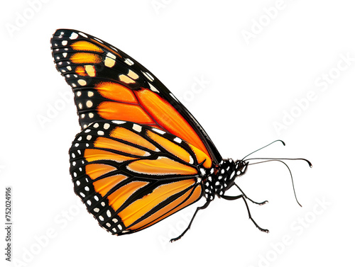 a side view of a very beautiful butterfly on a white background PNG © JetHuynh
