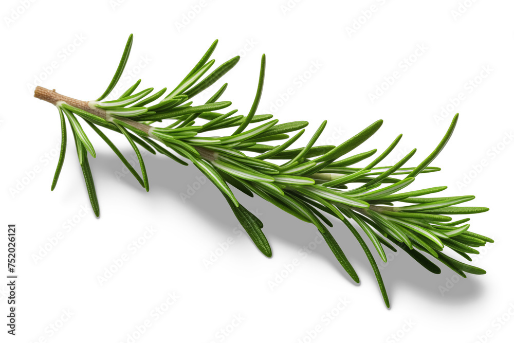 twig of rosemary isolated