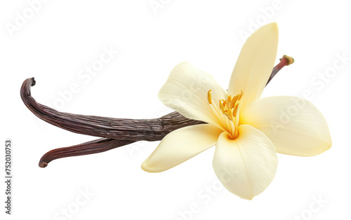 Capturing the Essence: A Singular Vanilla Flower in Focus isolated on transparent Background