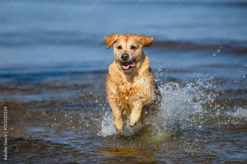 happy golden retriever dog running out of water on the beach happy golden retriever dog running out of water on the beach
