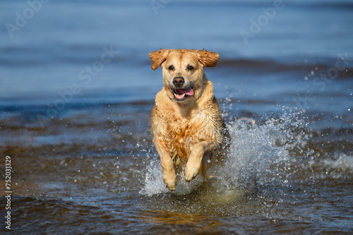 happy golden retriever dog running out of water on the beach