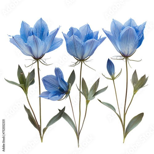 Azumakagami Japanese Gentian in Full Bloom on transparent background: Vibrant Floral Macro Photography for Nature Lovers