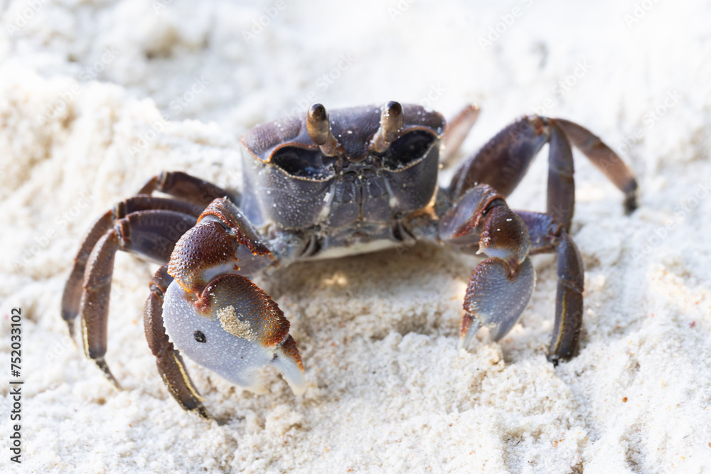 Ghost crab walks on white coastal sand