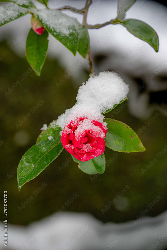 ある雪の日 ある雪の日