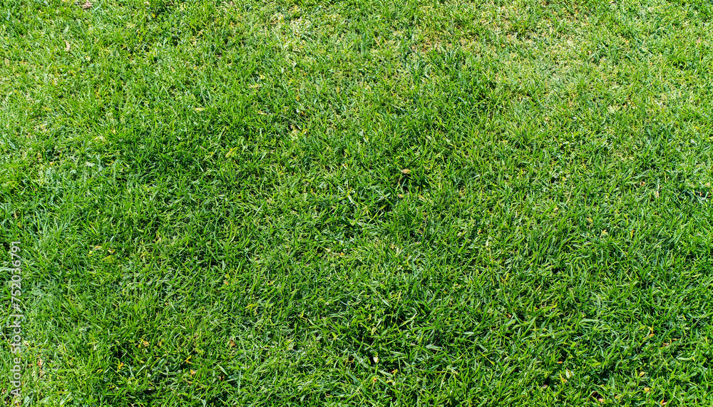 Fototapeta premium Green grass texture for background. Green lawn pattern and texture background. Close-up.