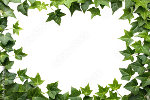 Ivy plant leaf frame with copy space and clipping path