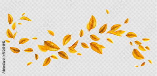 Flying yellow leaf curly wave line on transparent background. Realistic vector illustration of autumn tree foliage float on wind. Herbal natural swirl design element.