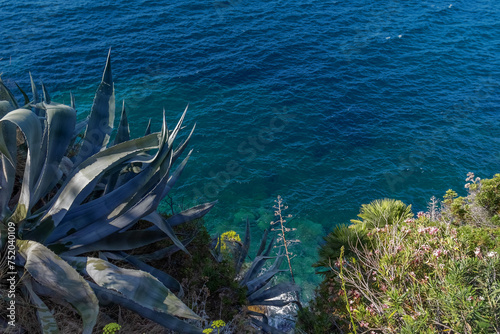 Fototapeta Naklejka Na Ścianę i Meble -  Cactus on the background of the sea. Selective focus