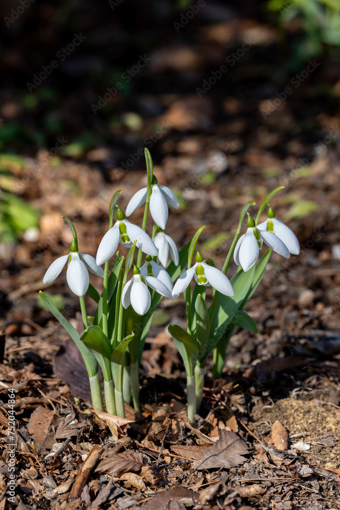 Snowdrops of neat flowers that bloom in early spring. Snowdrops of neat flowers that bloom in early spring.