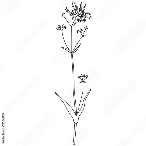 Vector hand-drawn line illustration with wildflower. Collection of black minimalist flowers, herbs, and medicinal plants. SVG cut file for Cricut