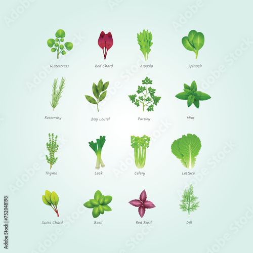 icons set different special herbs photo