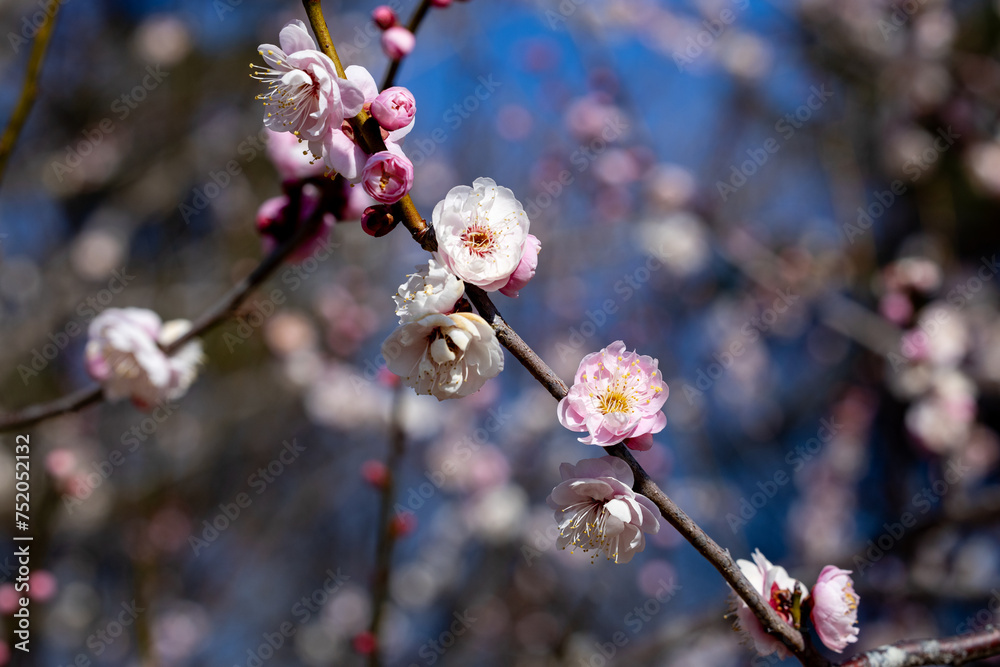 Beautiful Japanese apricot blossoms that bloom in early spring ‘Omoinomama’. Beautiful Japanese apricot blossoms that bloom in early spring ‘Omoinomama’.