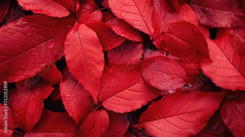 Vibrant red leaves up close, perfect for fall-themed designs