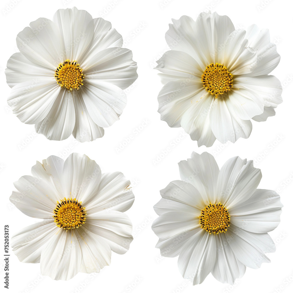 Captivating Kosumosu Cosmos Flowers in a Vibrant Garden: Nature's Beauty Blooms in Pink and Summer Hues, Botanical Elegance in Full Blossom Captivating Kosumosu Cosmos Flowers in a Vibrant Garden: Nature's Beauty Blooms in Pink and Summer Hues, Botanical Elegance in Full Blossom