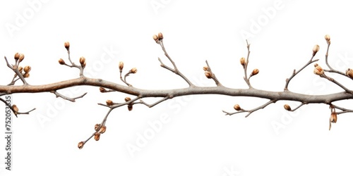 Close-up of a tree branch with buds, perfect for spring-themed designs