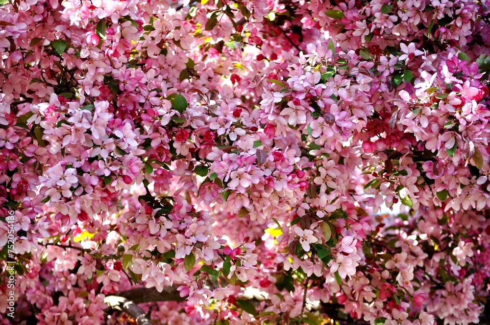 Dense cluster of pink flowers. Crabapple blossoms. Dense cluster of pink flowers. Crabapple blossoms.