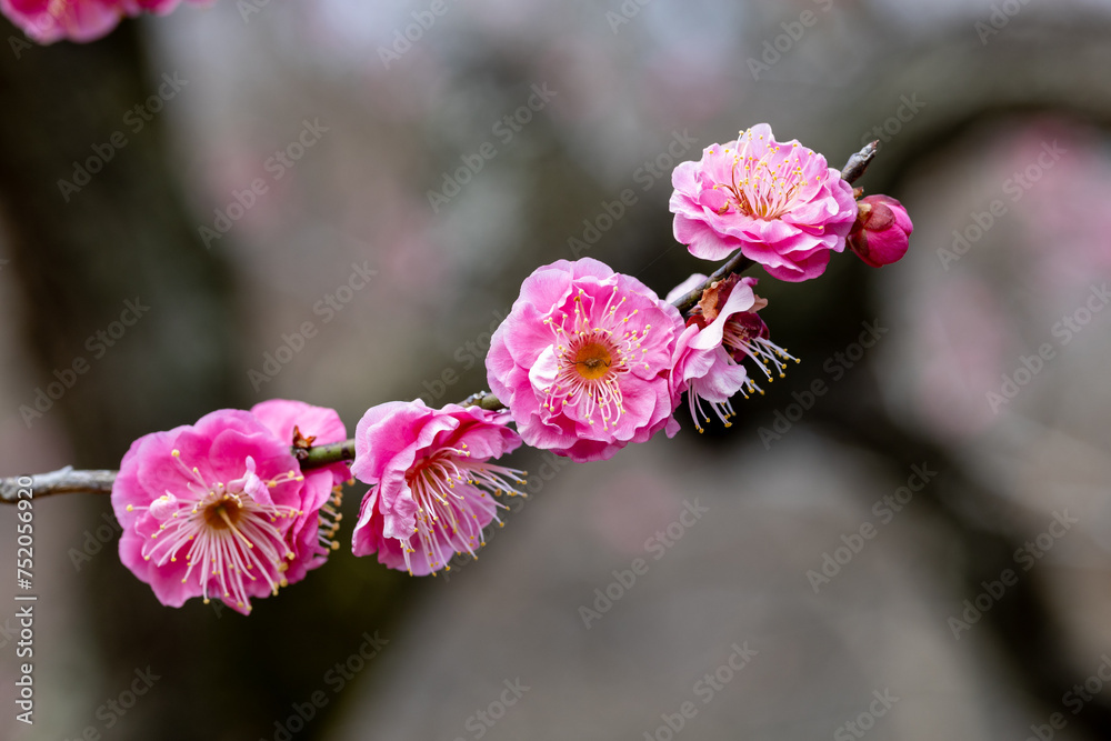 Beautiful Japanese apricot blossoms that bloom in early spring ‘Yaeknankou’. Beautiful Japanese apricot blossoms that bloom in early spring ‘Yaeknankou’.