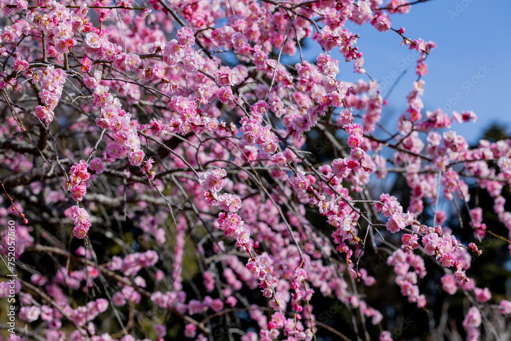 Beautiful Japanese apricot blossoms that bloom in early spring ‘Yaetoubai’. Beautiful Japanese apricot blossoms that bloom in early spring ‘Yaetoubai’.