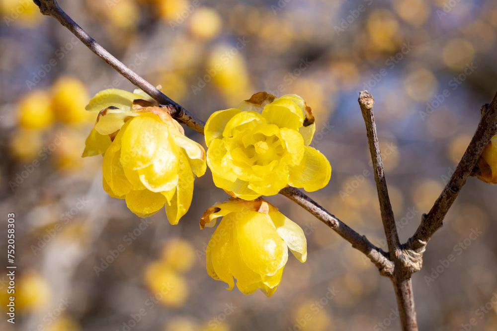 Wintersweet flowers blooming in early spring. Wintersweet flowers blooming in early spring.