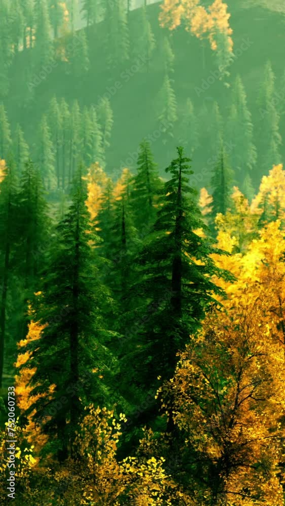 A Serene Coniferous Forest in the Misty Canadian Mountains A Serene Coniferous Forest in the Misty Canadian Mountains