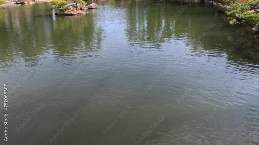Koi Fish Gathering and Scenic Pond Koi Fish Gathering and Scenic Pond