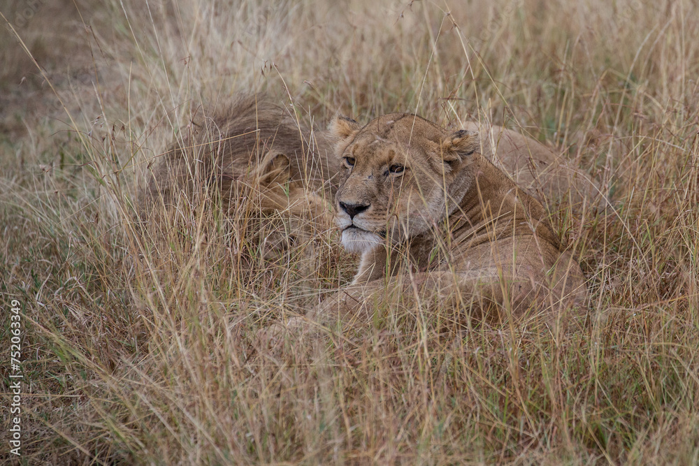 Big lion lying on savannah grass. Landscape with characteristic trees on the plain and hills in the background Big lion lying on savannah grass. Landscape with characteristic trees on the plain and hills in the background